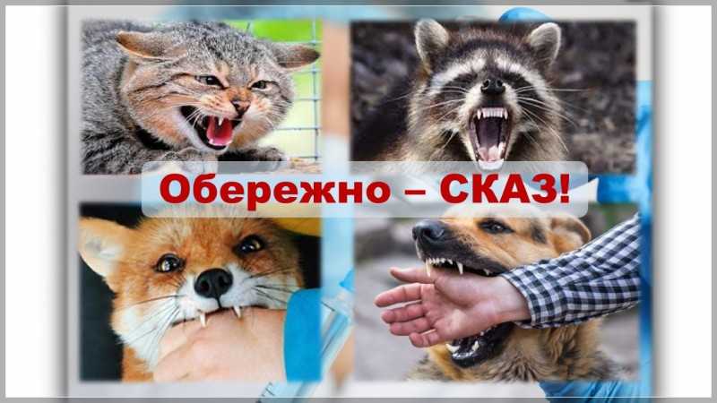 Сказ: прихована загроза та як уберегтися