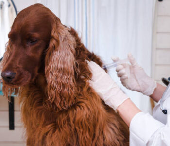Dog vaccinated by veterinarian